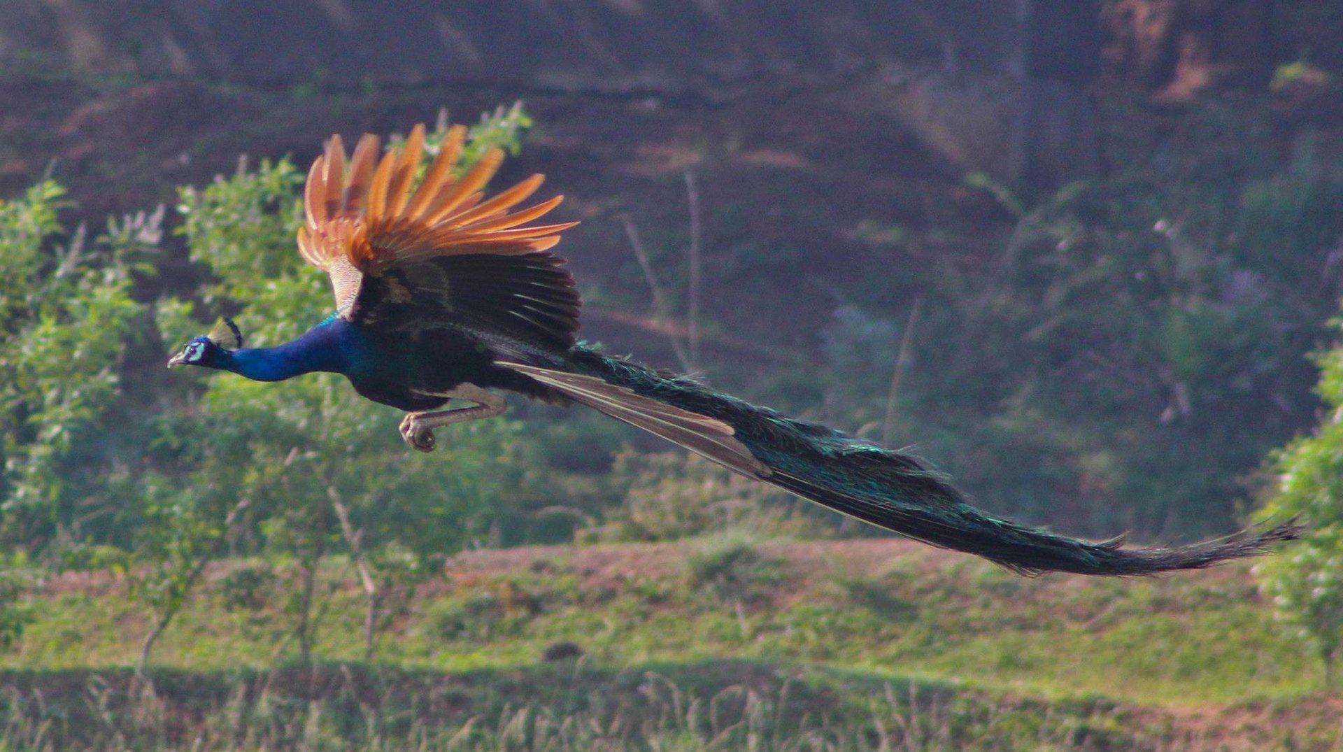 peacock flying.